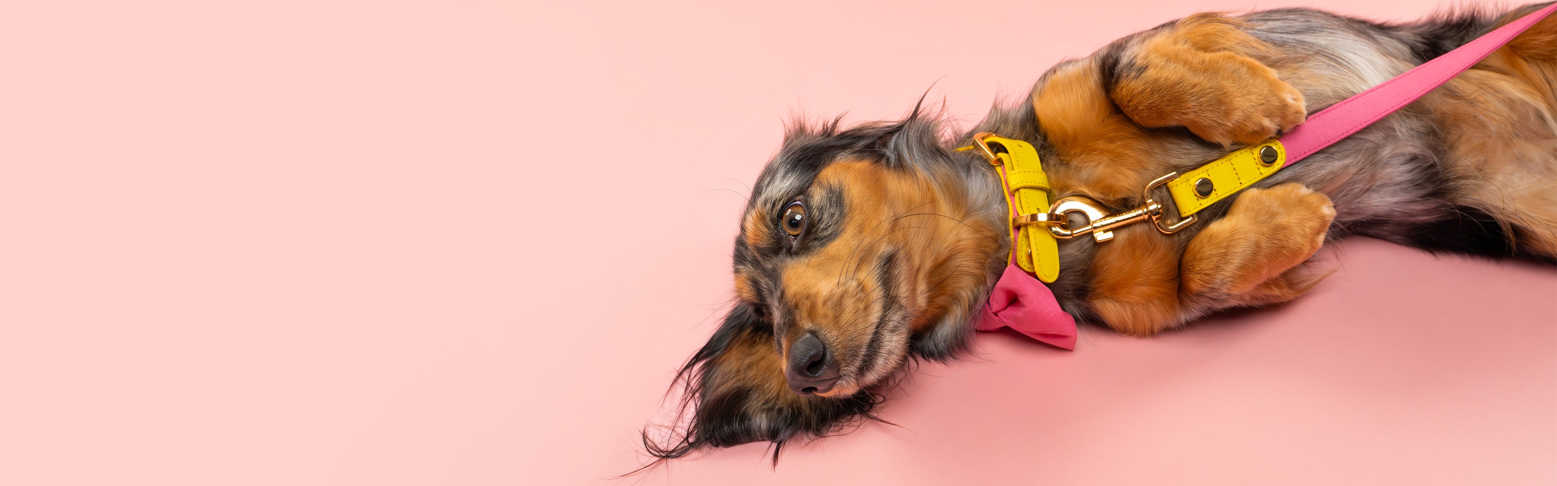 Dachshund lying down modelling Dear Nora Bubblegum dog collar and leash set - pink backdrop - about us banner image