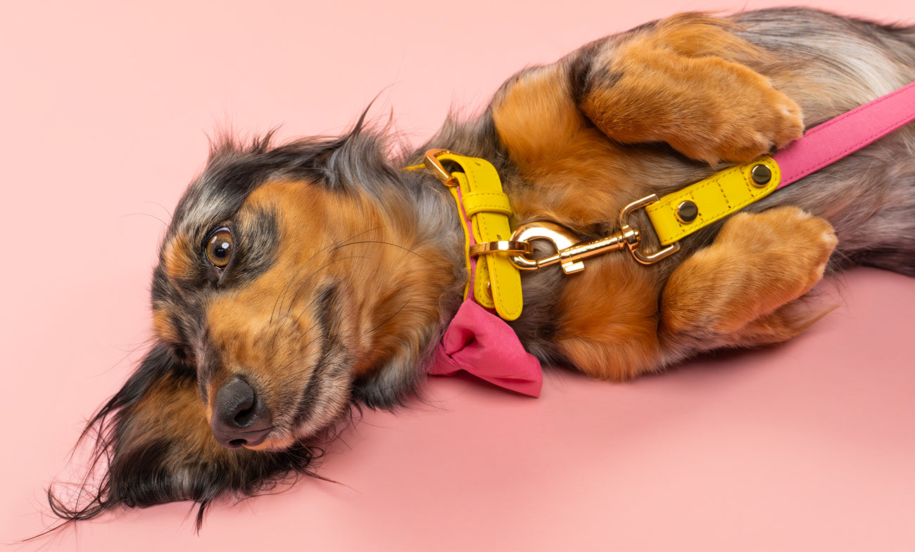 Dachshund lying down modelling Dear Nora Bubblegum dog collar and leash set - pink backdrop - about us banner image mobile