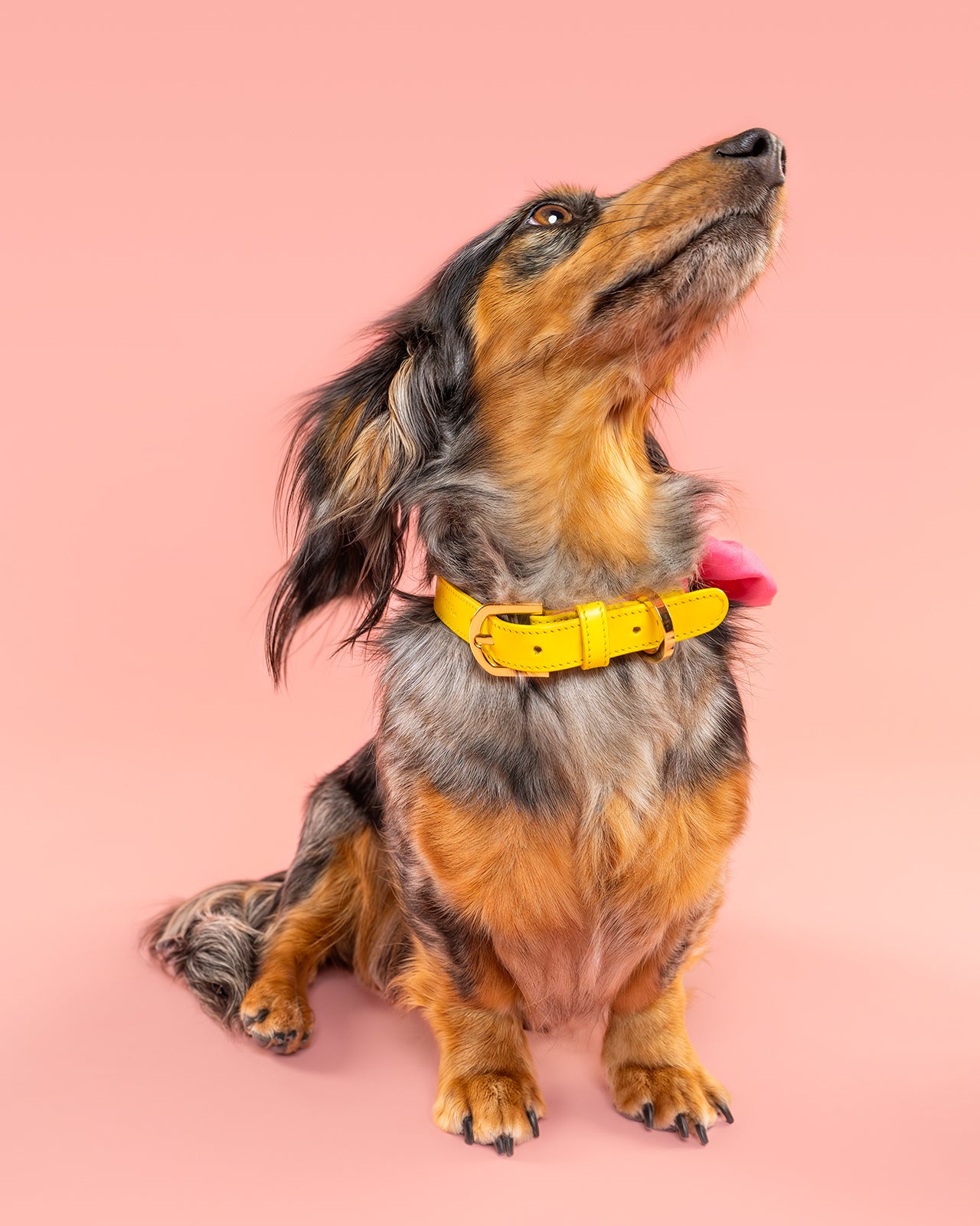 Dachshund modelling a Dear Nora Bubblegum yellow leather and pink fabric dog collar - pink background