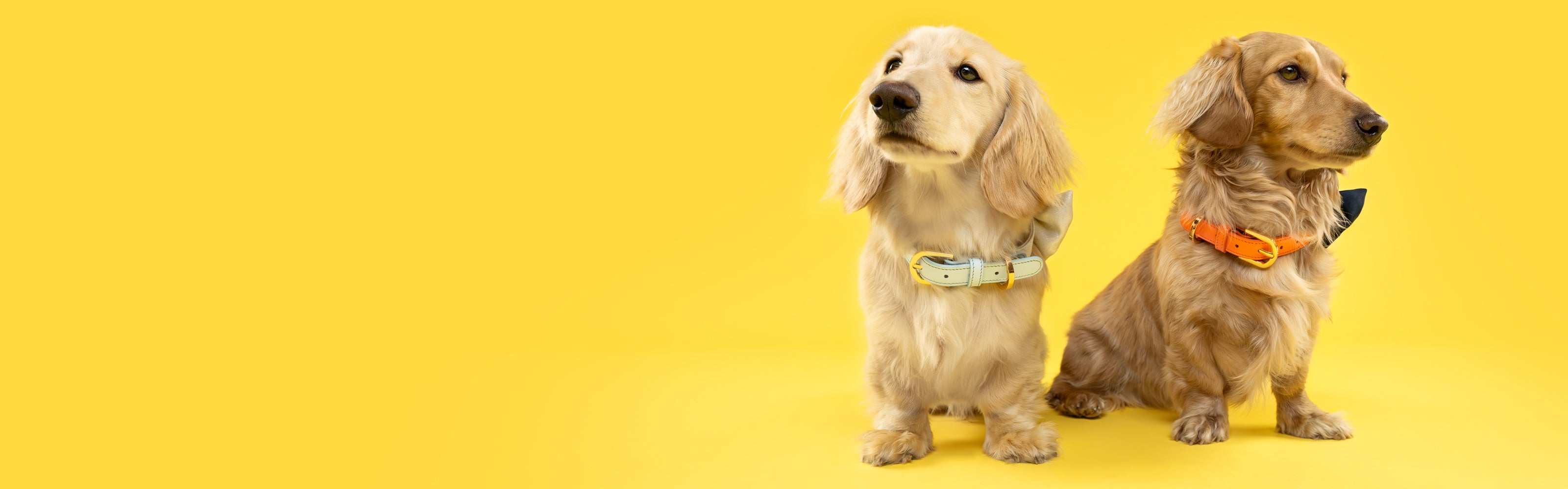 Two dachshund dogs modelling Dear Nora baby blue and orange dog collars - yellow backdrop - banner image