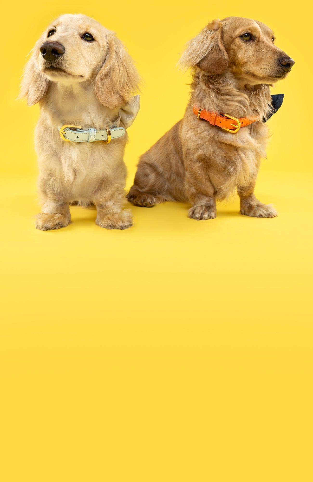Two dachshund dogs modelling Dear Nora baby blue and orange dog collars - yellow backdrop - banner image mobile