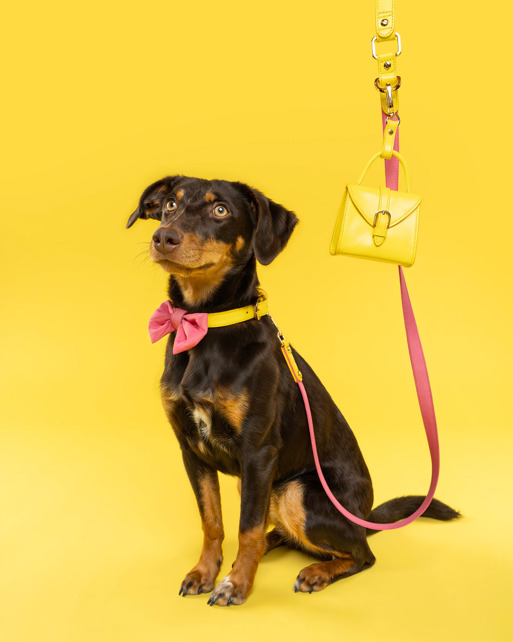 Dog modelling a Dear Nora Bubblegum dog accessories set, yellow background - yellow leather and pink fabric - collar, leash, poop bag holder and bow
