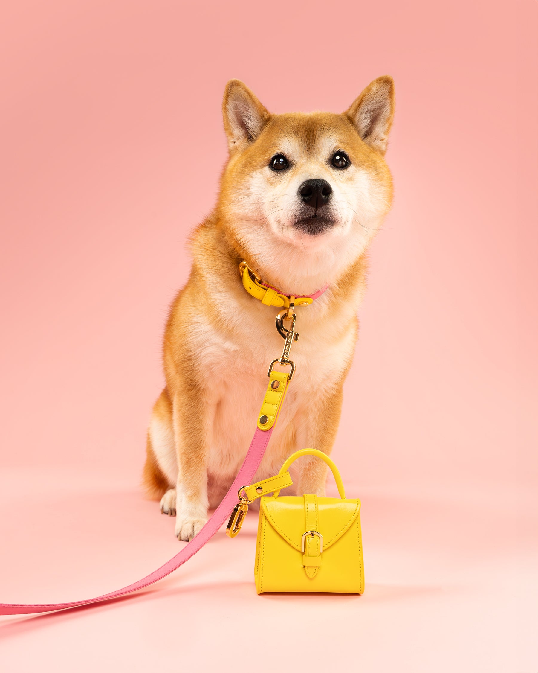 Shiba Inu modelling a Dear Nora Bubblegum dog accessories set, pink background - yellow leather and pink fabric - collar, leash, poop bag holder and bow