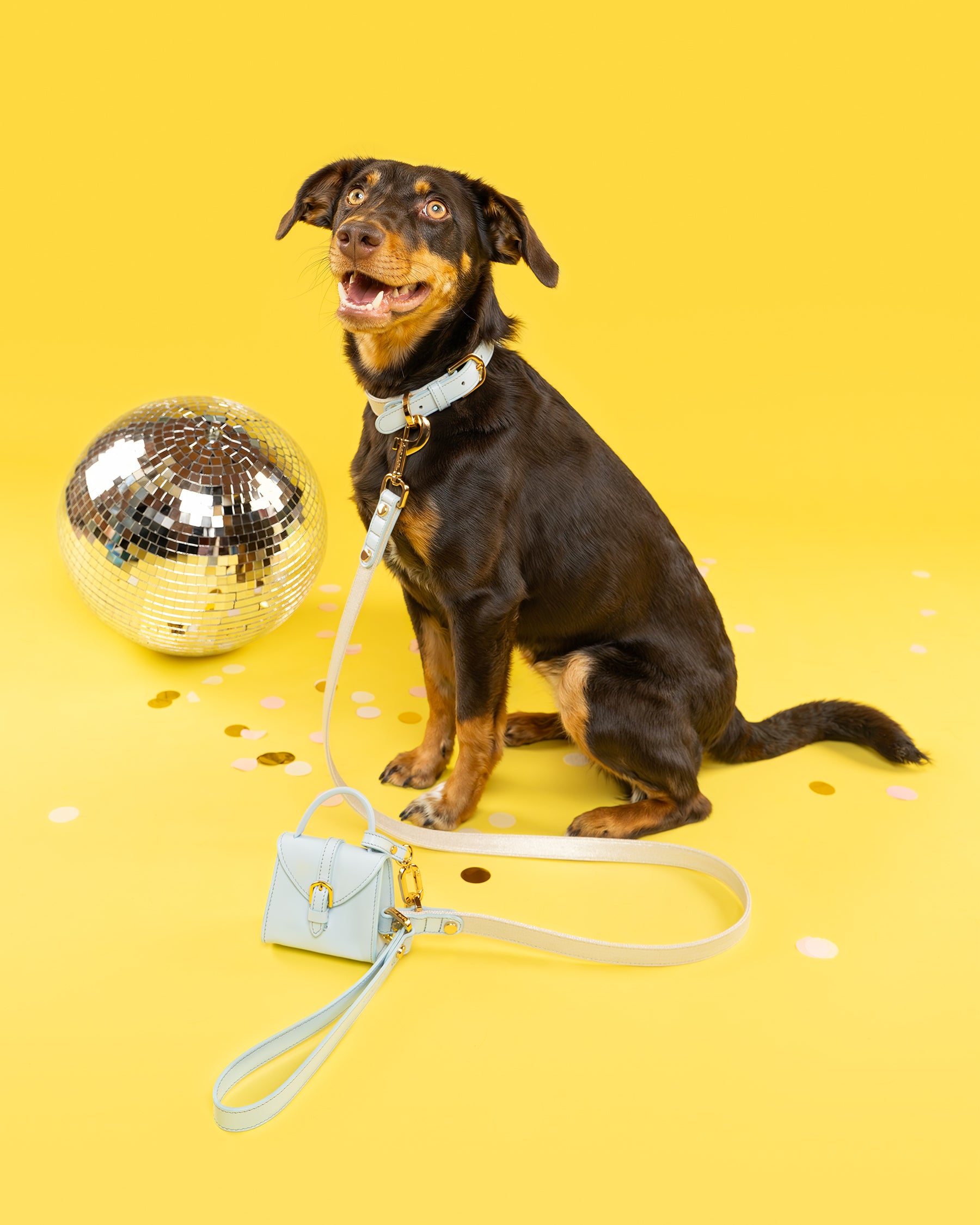Dog modelling a Dear Nora Sapphire dog accessories set, yellow background - baby blue leather and cream sparkle fabric - collar, leash, poop bag holder and bow