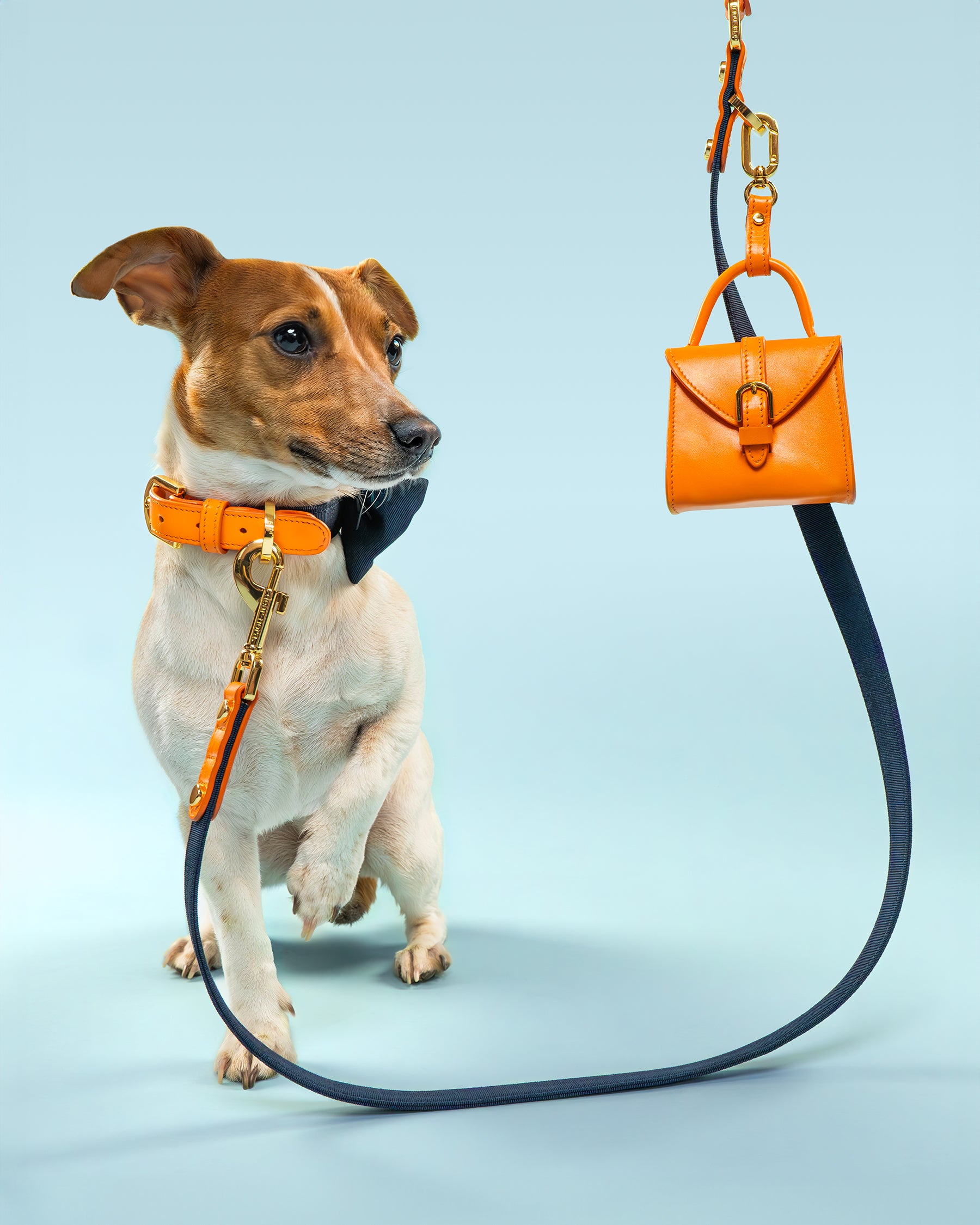 Jack Russel modelling a Dear Nora Tangerine dog accessories set, blue background - orange leather and navy blue fabric - collar, leash, poop bag holder and bow