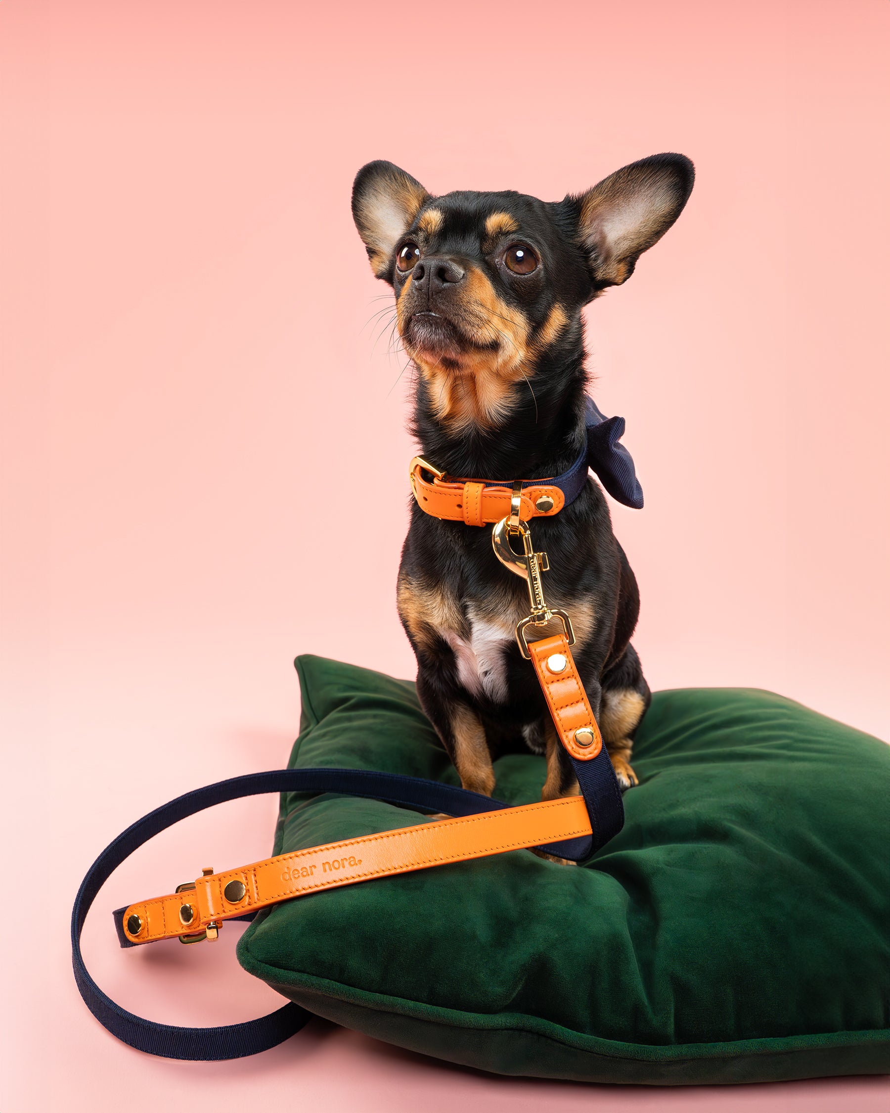 Chihuahua modelling a Dear Nora Tangerine dog accessories set, pink background - orange leather and navy blue fabric - collar, leash, poop bag holder and bow