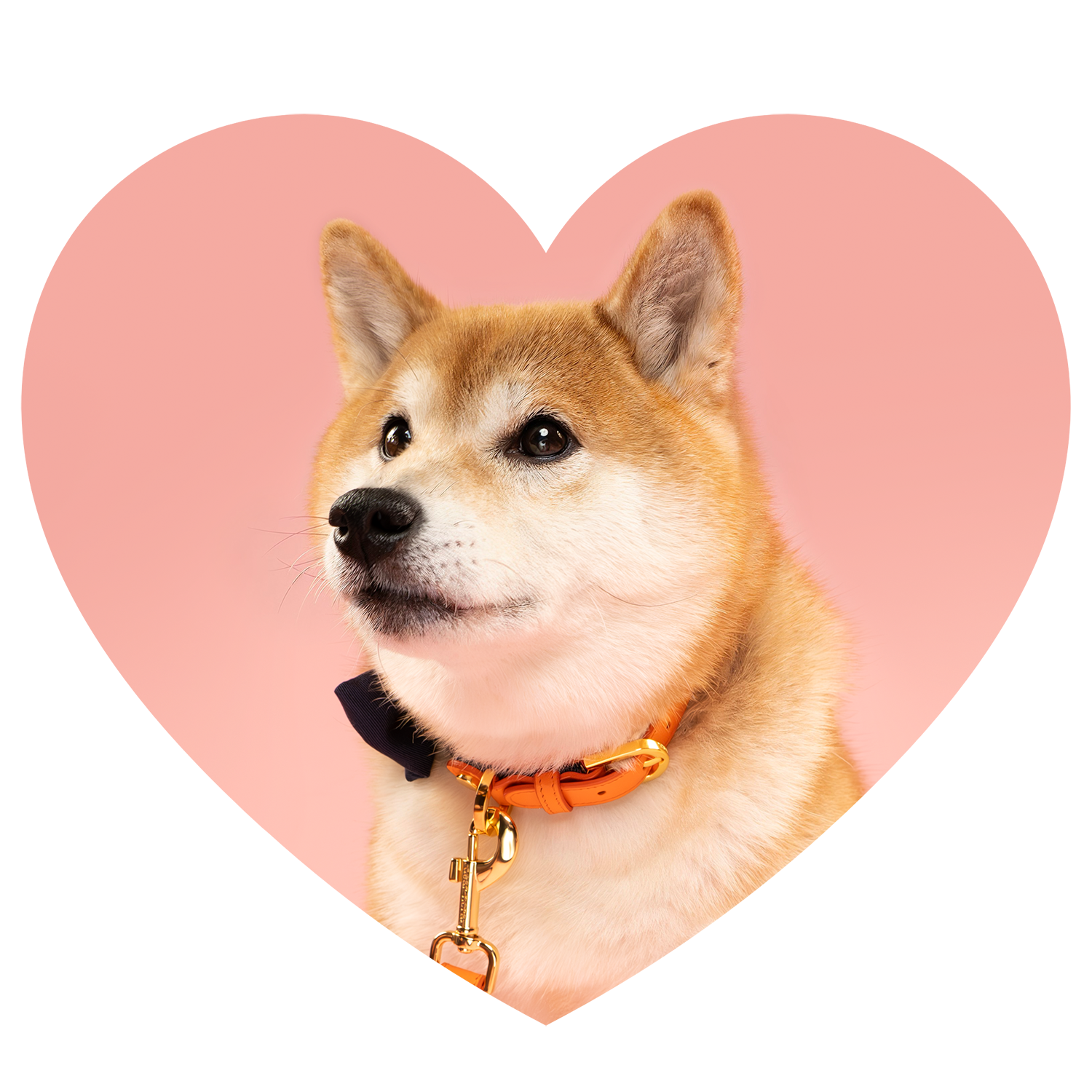 Nora a Shiba Inu portrait photo - heart shape image crop