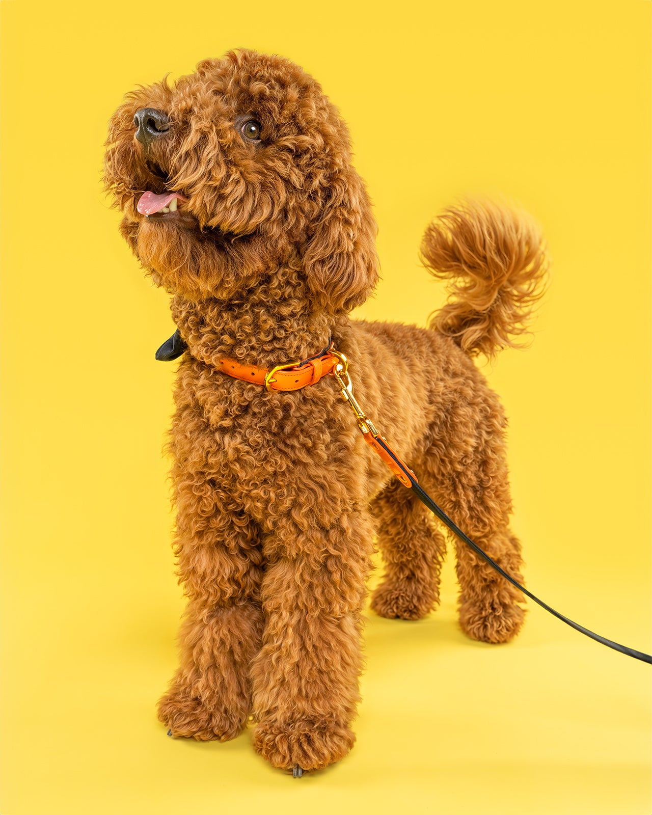 Poodle modelling a Dear Nora Tangerine orange leather and navy blue fabric dog collar and leash - yellow background