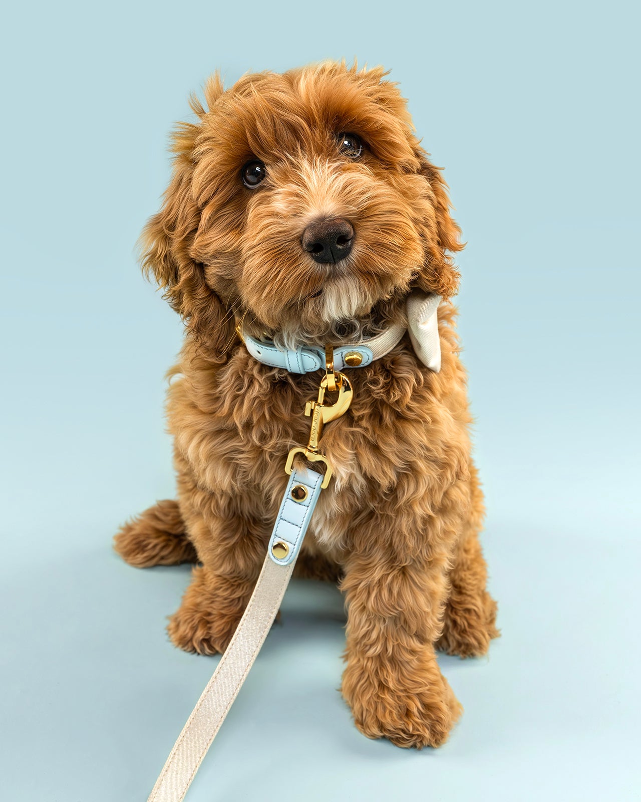 Poodle pup modelling a Dear Nora Sapphire baby blue leather and cream sparkle fabric dog collar and leash - blue background